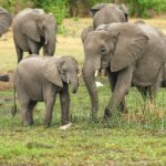 elephants-2923917_1920