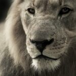 lion-588144_1920